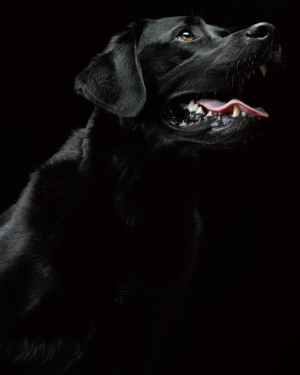 Garp, Brooklyn Slate Dog, Brooklyn NY, Craig LaCourt Commercial Photographer